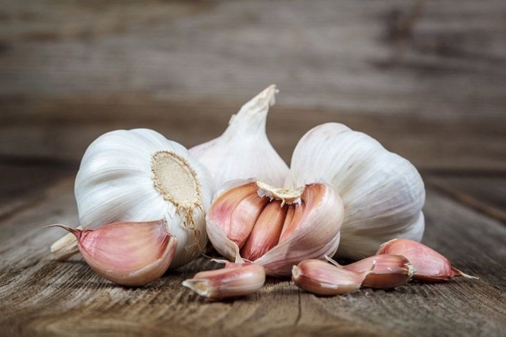 Best Soil For Garlic How To Grow Garlic Indoors? Do It At Your Garden Image 216