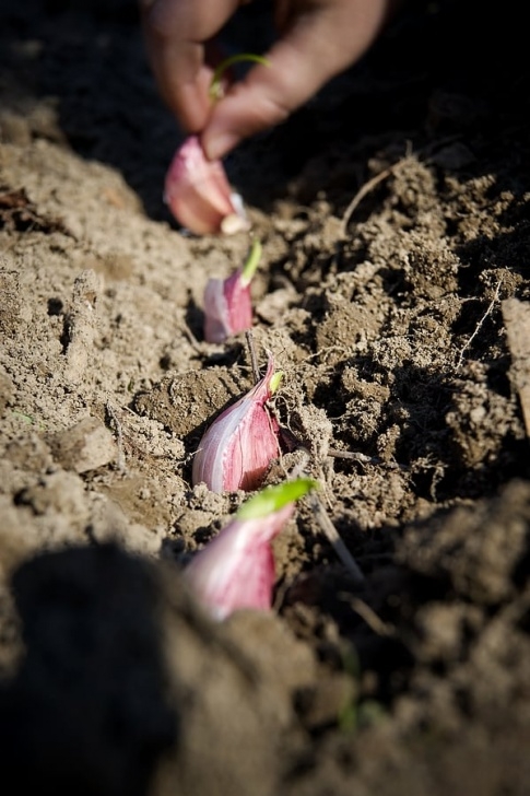 Best Soil For Garlic Planting Garlic In Fall And Spring Image 839