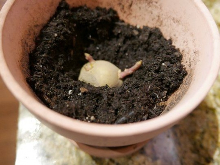 Best Soil For Garlic The Top 5 Kitchen Scraps To Turn Into Plants | Planting Image 611