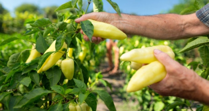 Best Soil For Growing Vegetables 25 Fruits And Vegetables To Grow In Acidic Soil - Off The Picture 246