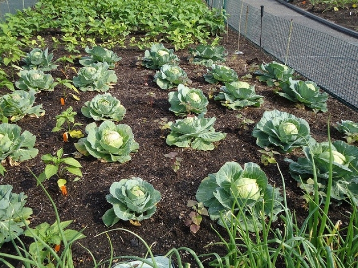 Best Soil For Growing Vegetables 32 Best Compost 101 &amp; Soil Fertility Images On Pinterest Photo 348