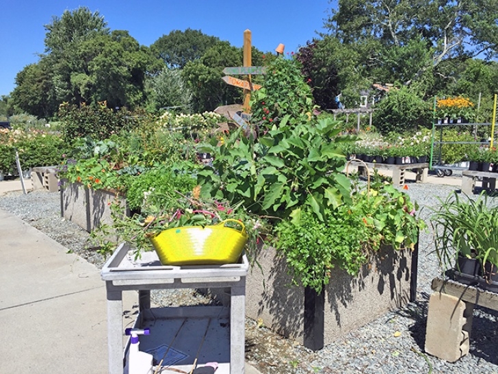 Best Soil For Growing Vegetables Best Soil For Growing In Raised Bed Vegetable Gardens Picture 008