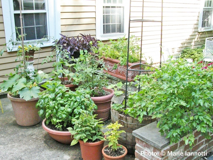Best Soil For Growing Vegetables Container Vegetable Gardening Photo 661
