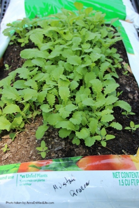Best Soil For Growing Vegetables How To Grow Vegetables In Garden Soil Bags Photo 804