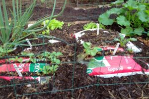Best Soil For Growing Vegetables How’s My Garden In A Bag Doing? Picture 214