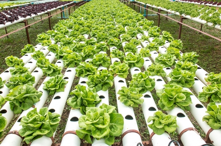 Best Soil For Growing Vegetables Hydroponics Vs Soil: #1 Is The Winning Advantage (Mar. 2020) Picture 040