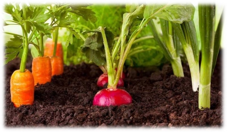 Best Soil For Growing Vegetables Smartgardening - Workshops &amp; Schedules Page Photo 797