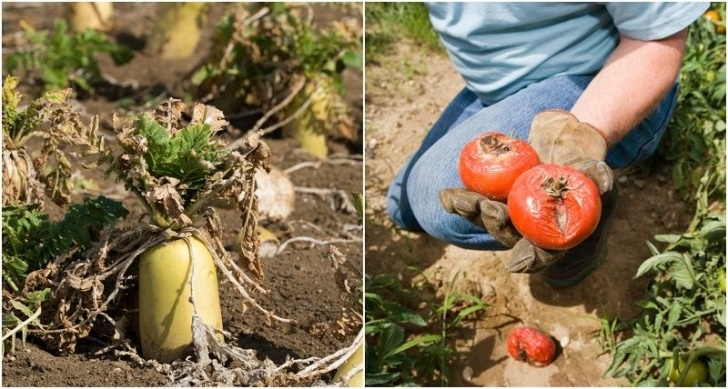 Best Soil For Growing Vegetables Why Aren'T My Vegetables Growing? 10 Mistakes You Are Photo 852