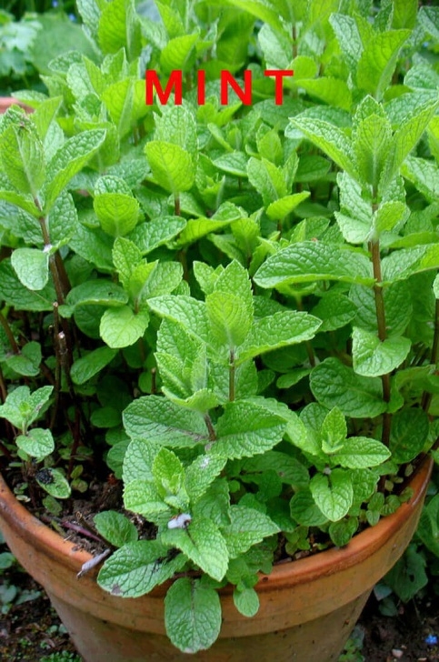 Best Soil For Indoor Herbs 12 Best Medicinal Herbs Indoors [How To Grow] Picture 371