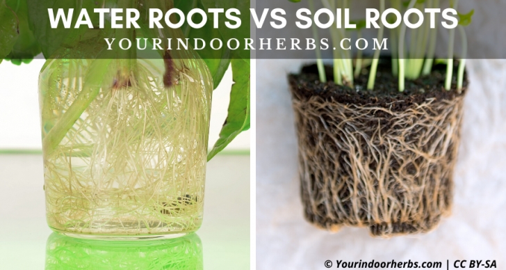 Best Soil For Indoor Herbs 5 Differences Between Soil Roots And Water Roots – Your Picture 263