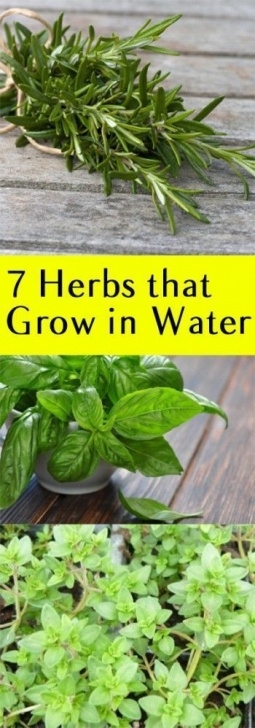 Best Soil For Indoor Herbs Grow Herbs In Water – No Soil Needed! | Indoor Vegetable Image 831