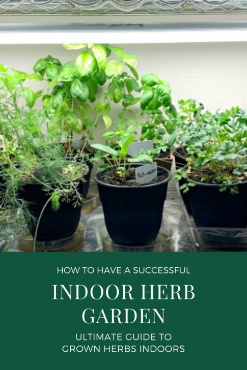 Best Soil For Indoor Herbs How To Have A Successful Indoor Herb Garden | Herbs Photo 386