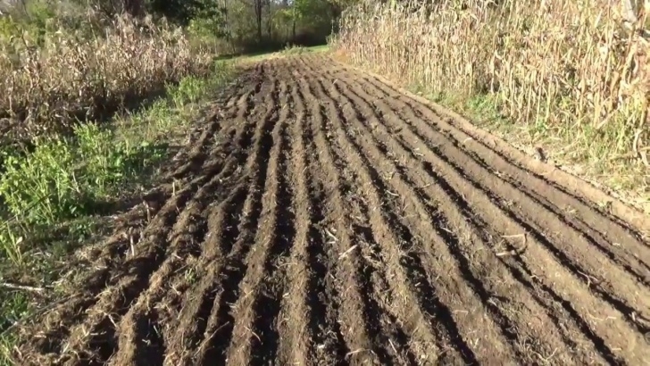 Best Soil For Planting 10 20 2017 Garlic Soil Preparation And Planting - Youtube Image 821