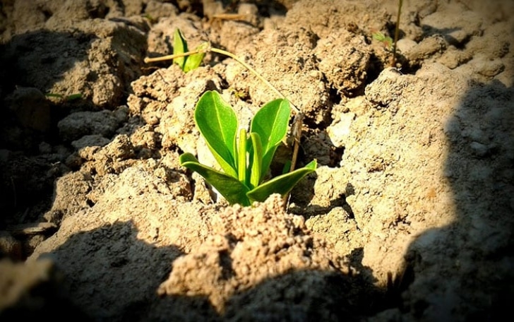 Best Soil For Planting Gardening: The Best Plants For Clay Soil - Grow In Full Picture 788