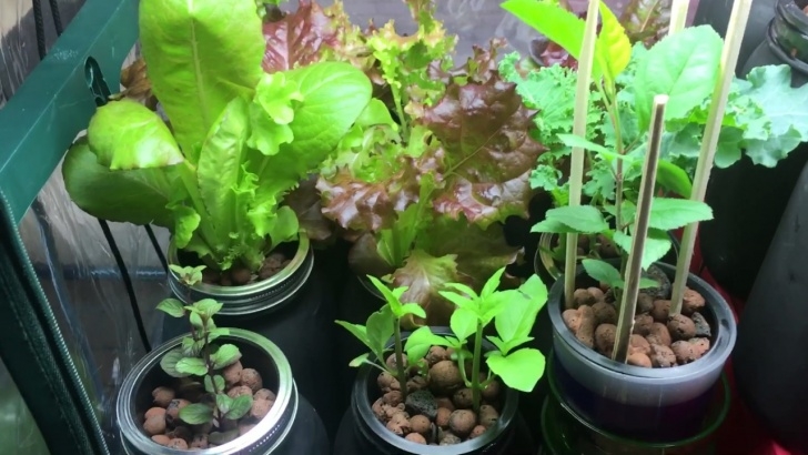 Best Soil For Planting How I Grow My Plants With No Soil - Youtube Image 461