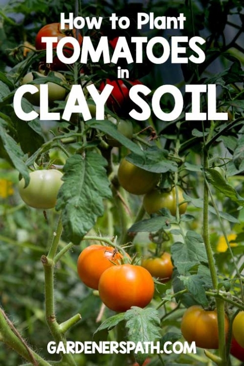 Best Soil For Planting How To Plant Tomatoes In Clay Soil | Gardner'S Path Picture 858