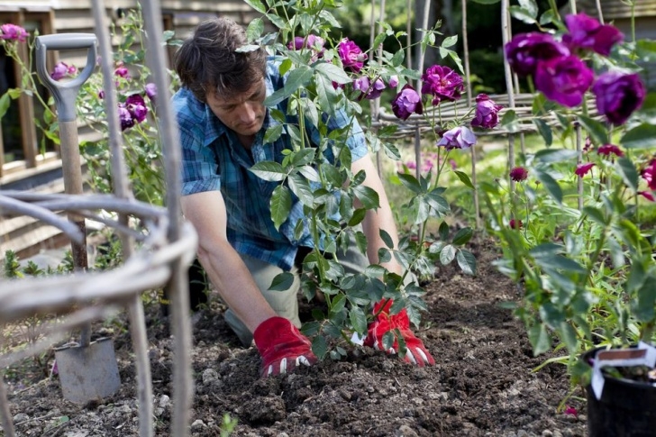 Best Soil For Planting Improving Soil For Roses Picture 594