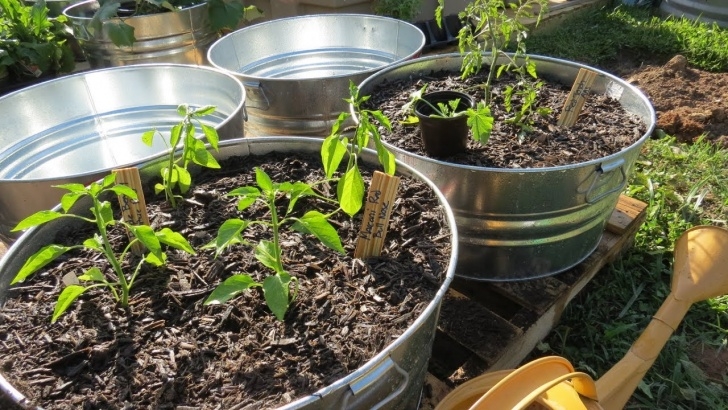 Best Soil For Plants In Pots Growing Large Vegetable Plants In Containers: Set Up, Soil Photo 710