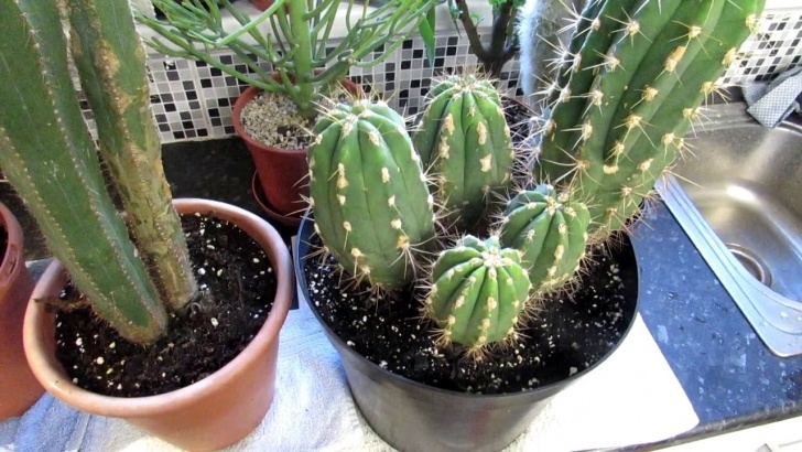 Best Soil For Plants In Pots How To Dry The Soil Out Faster In Cactus Plant Pots For Image 198