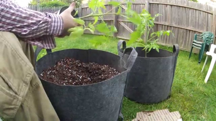 Best Soil For Plants In Pots Planting Tomato In Container With Soil-Less Mix - Youtube Picture 000