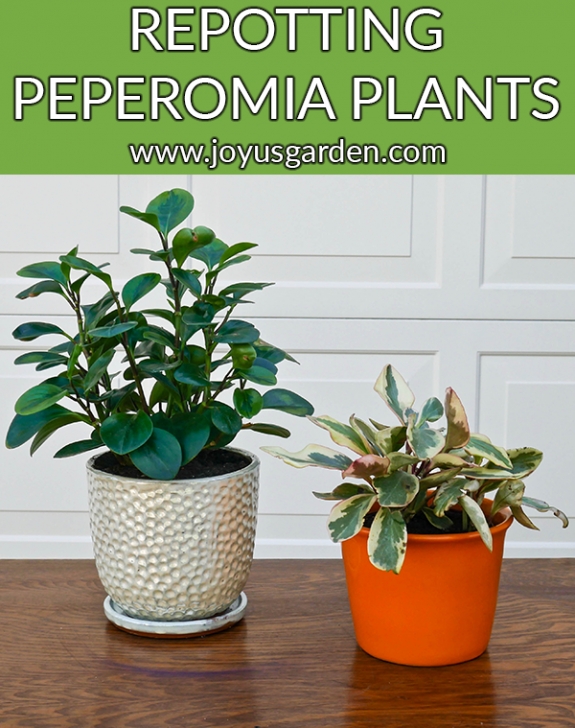 Best Soil For Plants In Pots Repotting Peperomia Plants (Plus The Proven Soil Mix To Use!) Photo 177