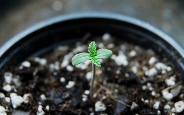 Best Soil For Plants In Pots What'S The Best Soil For Growing Marijuana? | Leafly Picture 231