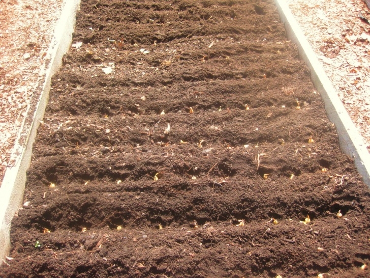 Best Soil For Raised Garden Beds Creating A Raised Bed Garden Picture 356