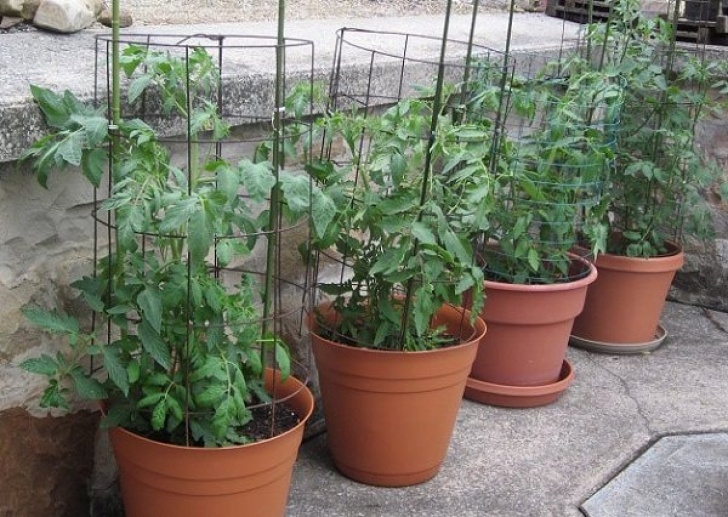 Best Soil For Tomato Plants 13 Basic Tomato Growing Tips For Containers To Grow Best Picture 131