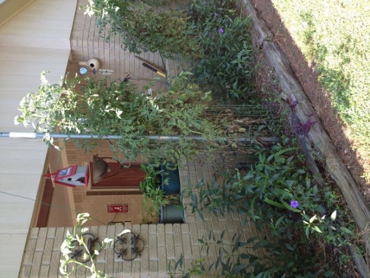 Best Soil For Tomato Plants 3 Ways To Prepare The Soil For Tomato Plants - Wikihow Picture 631