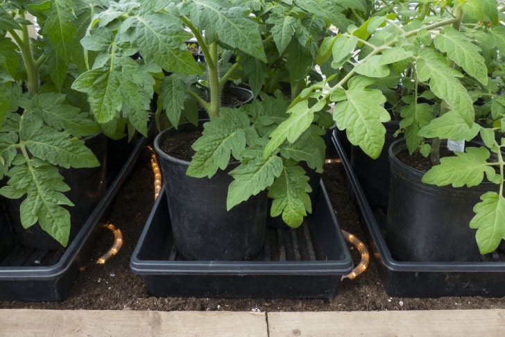 Best Soil For Tomato Plants A Cheap Way To Warm Greenhouse Soil | Lagniappe = A Little Photo 953