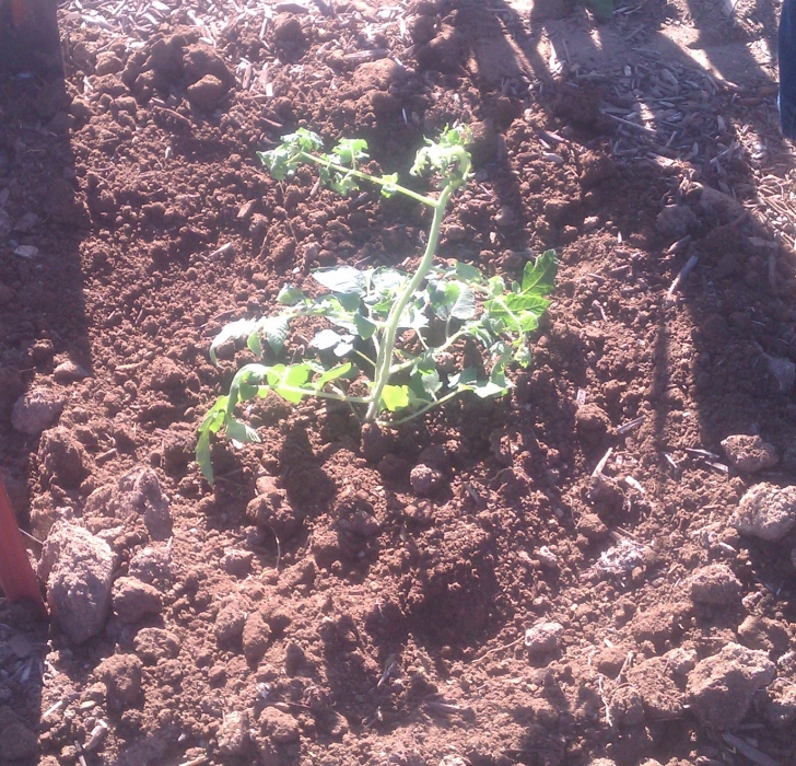 Best Soil For Tomato Plants How To Grow Tomatoes In Nevada: A Simple Guide Image 849
