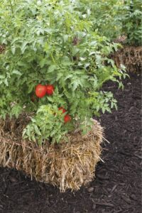 Best Soil For Tomato Plants If You Have Poor Soil, Limited Space, Or Difficulty Picture 446