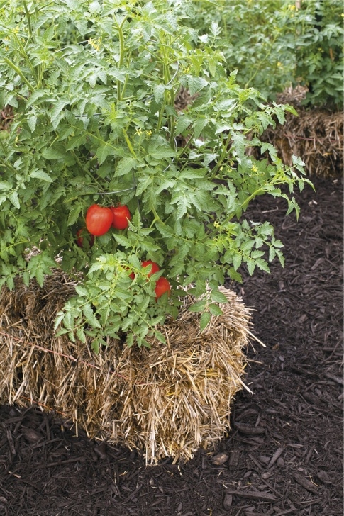 Best Soil For Tomato Plants If You Have Poor Soil, Limited Space, Or Difficulty Picture 446