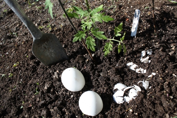 Best Soil For Tomato Plants Natural Fertilizers At Home: Feed Those Tomato Plants Photo 934