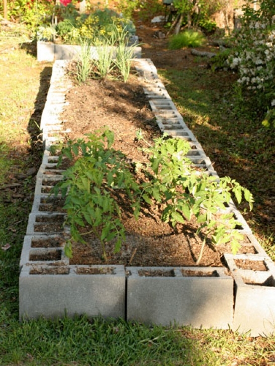 Best Soil For Tomatoes In Raised Beds How Deep To Plant Tomatoes In Raised Bed | Cromalinsupport Picture 246