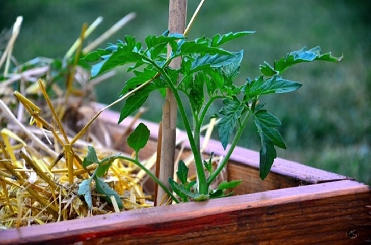 Best Soil For Tomatoes In Raised Beds How To Plant Tomatoes In The Garden Using Visqueen Picture 392