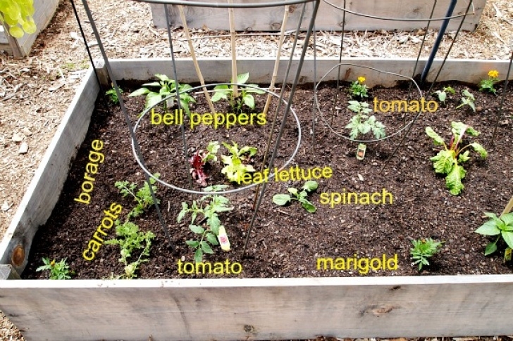 Best Soil For Tomatoes In Raised Beds One Raised Bed Is Planted! - A Cultivated Nest Image 379