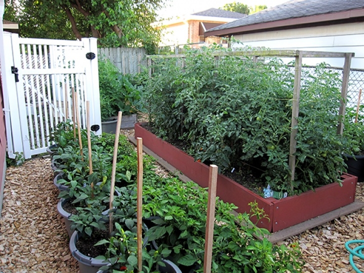 Best Soil For Tomatoes In Raised Beds Tomato Talk | Chicago Botanic Garden Photo 876