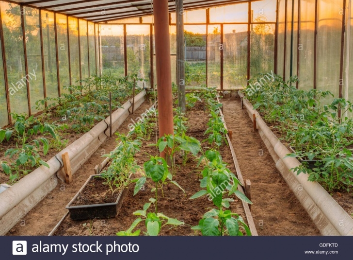 Best Soil For Tomatoes In Raised Beds Tomatoes Vegetables Growing In Raised Beds In Vegetable Image 501