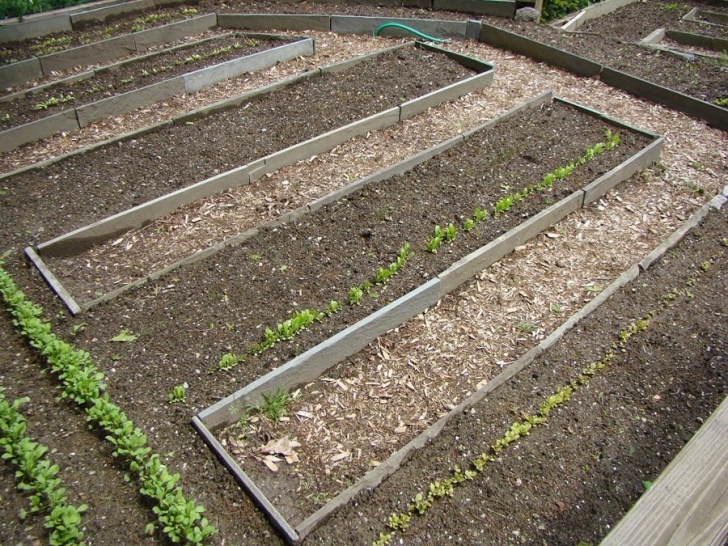 Best Soil For Vegetable Garden In Raised Bed Garden Soil 101 Image 410