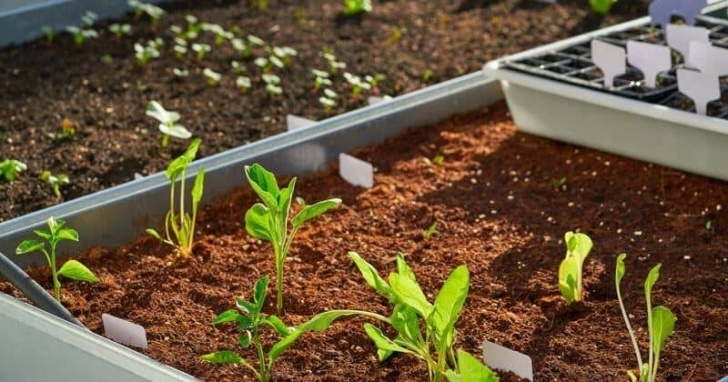 Best Soil For Vegetable Garden In Raised Bed Raised Bed Soil: Make The Best Soil For A Raised Bed Photo 786