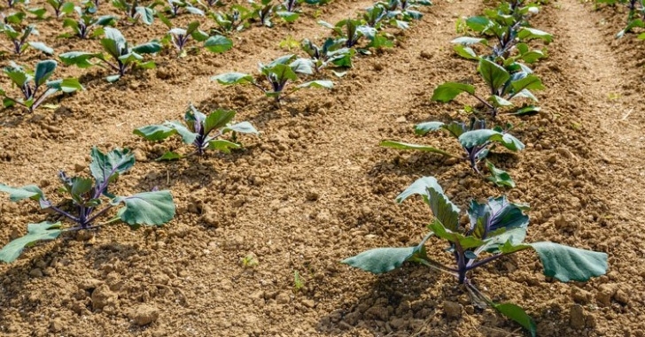 Best Soil For Vegetables How To Improve Clay Soil And Understanding Best Vegetables Image 272