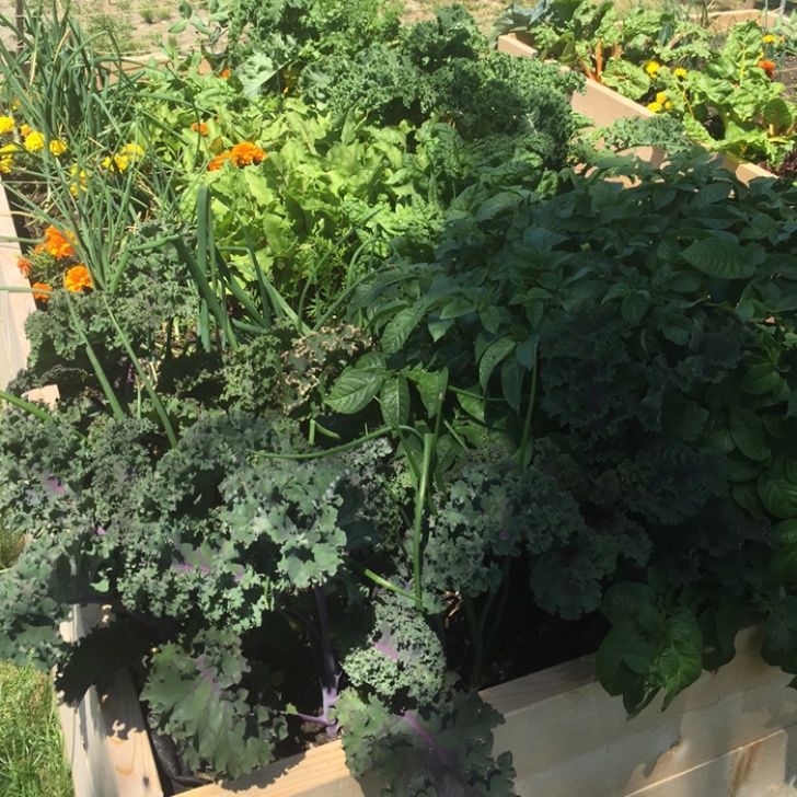 Best Soil For Vegetables Vegetable Blend Top Soil Photo 145