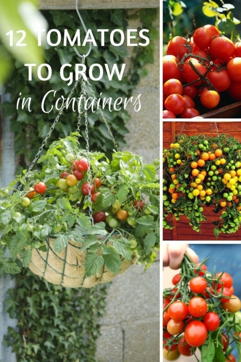 Best Tomato Plants For Containers 12 Tomato Varieties That Are Perfect For Containers Photo 611