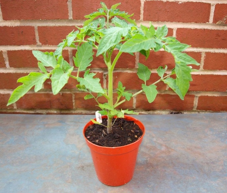 Best Tomato Plants For Containers Best Growing Medium For Tomatoes In Pots | Cromalinsupport Picture 574