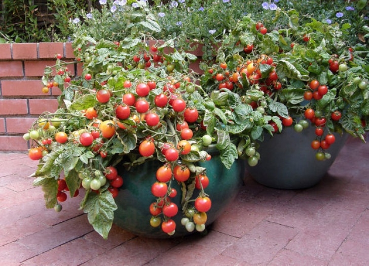 Best Tomato Plants For Containers Litt'L Bites Cherry Tomato | | Thesouthern Image 092