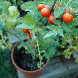 Best Tomato Plants For Containers Tomato Information (Sites &amp; Sources) | Planet Natural Photo 346