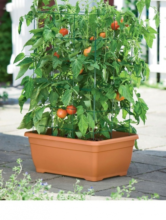 Best Tomato Plants For Containers Tomato Planter - All In One Tomato Success Kit | Gardener Photo 484