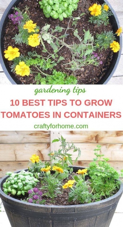 Best Tomatoes To Grow In Pots 10 Best Tips To Grow Tomatoes In Containers Photo 524