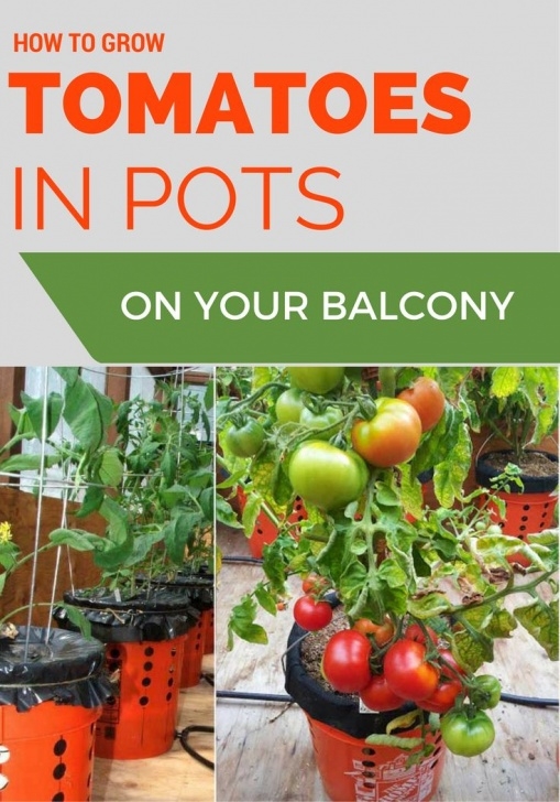 Best Tomatoes To Grow In Pots 228 Best Garden Tricks Images On Pinterest | Garden Pests Photo 754